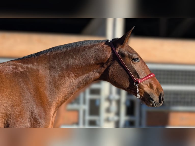 PRE Mix Mare 2 years in Caumont