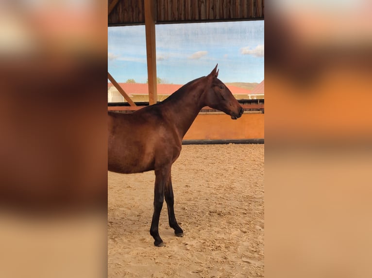 PRE Mix Mare 2 years in Caumont