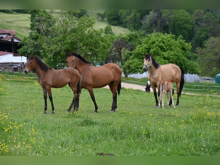 PRE Mix Mare 2 years in Klettgau