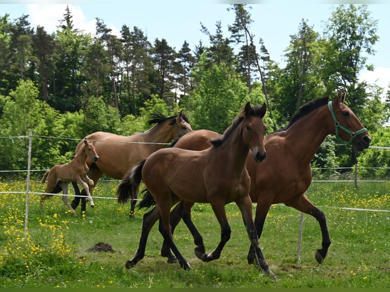 PRE Mix Mare 2 years in Klettgau