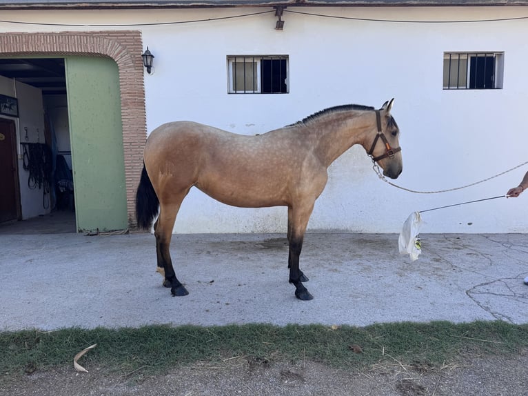 PRE Mare 2 years Dun in Vila-Real/Villarreal