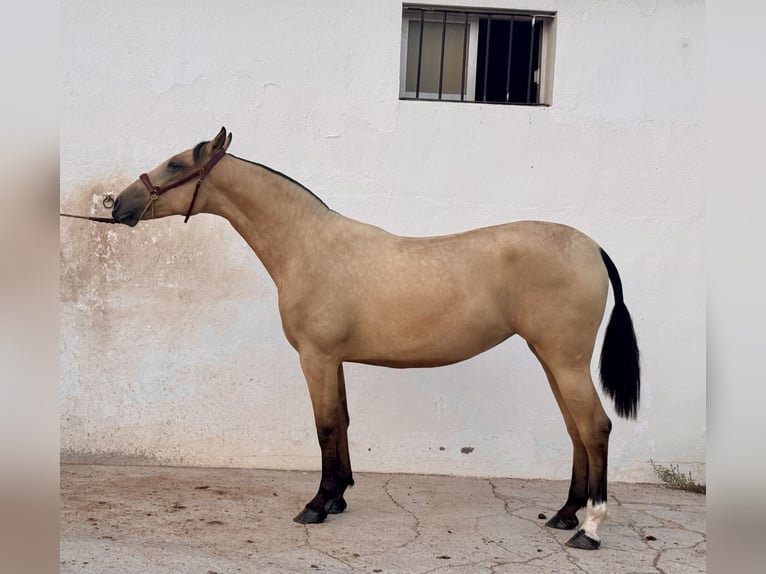 PRE Mare 2 years Dun in Vila-Real/Villarreal