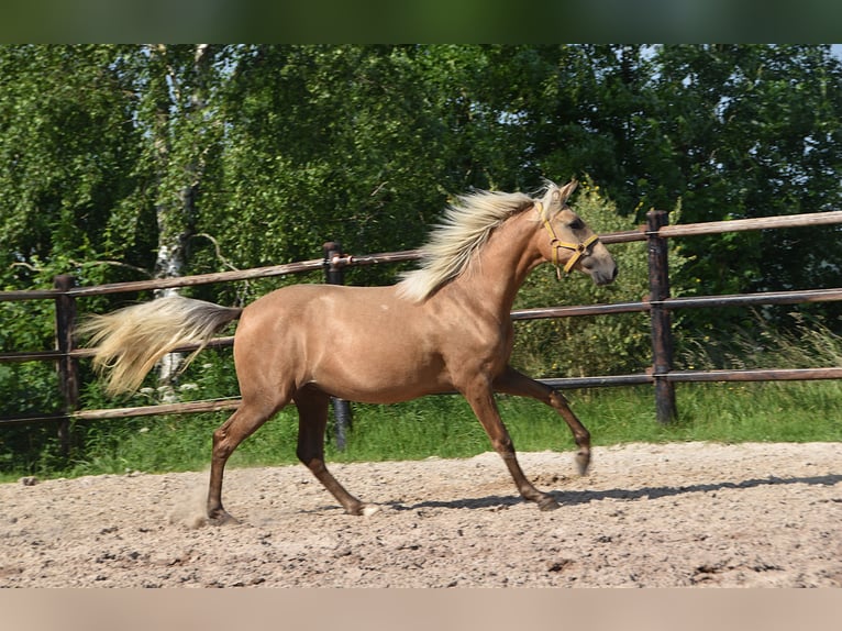 PRE Mare 2 years Grey in Manhay