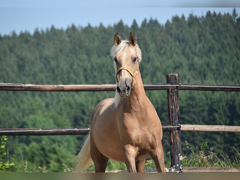 PRE Mare 2 years Grey in Manhay
