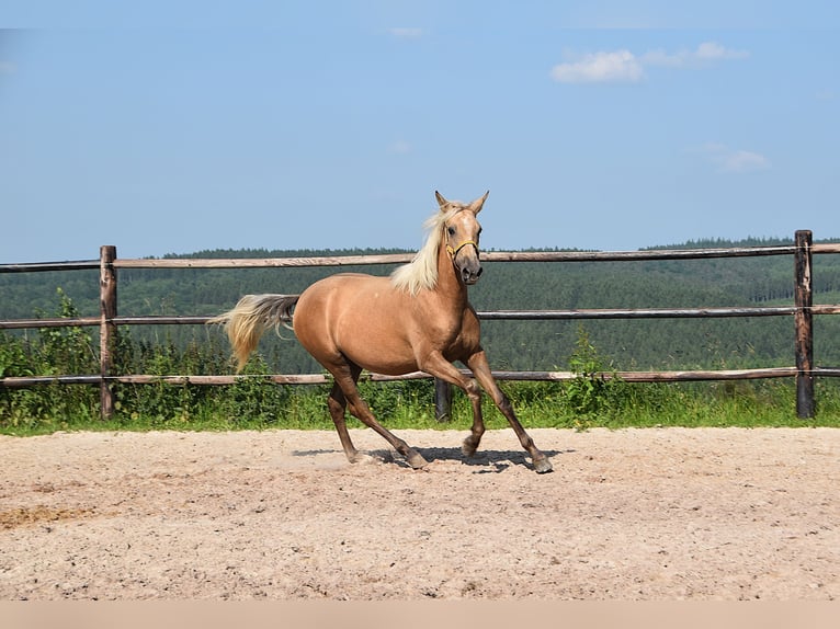 PRE Mare 2 years Grey in Manhay