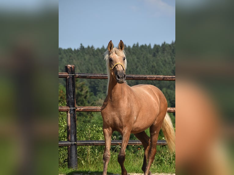 PRE Mare 2 years Grey in Manhay