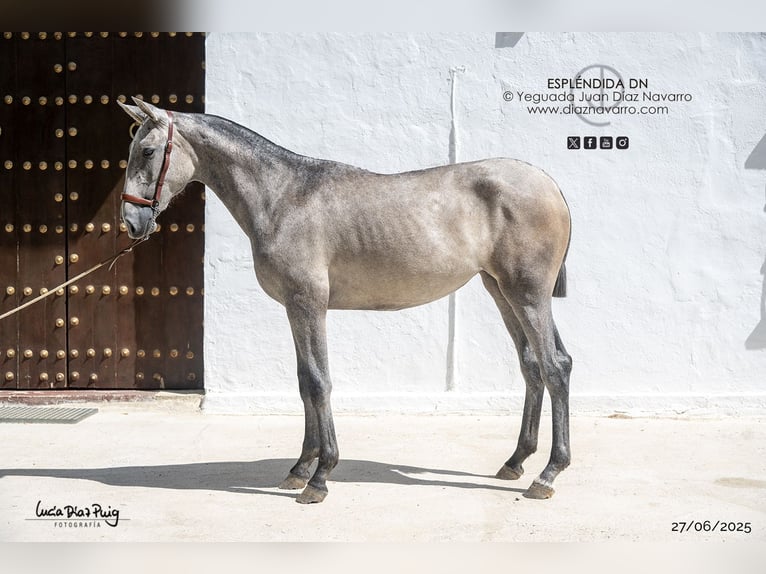 PRE Mare 2 years Grey-Fleabitten in Arjona