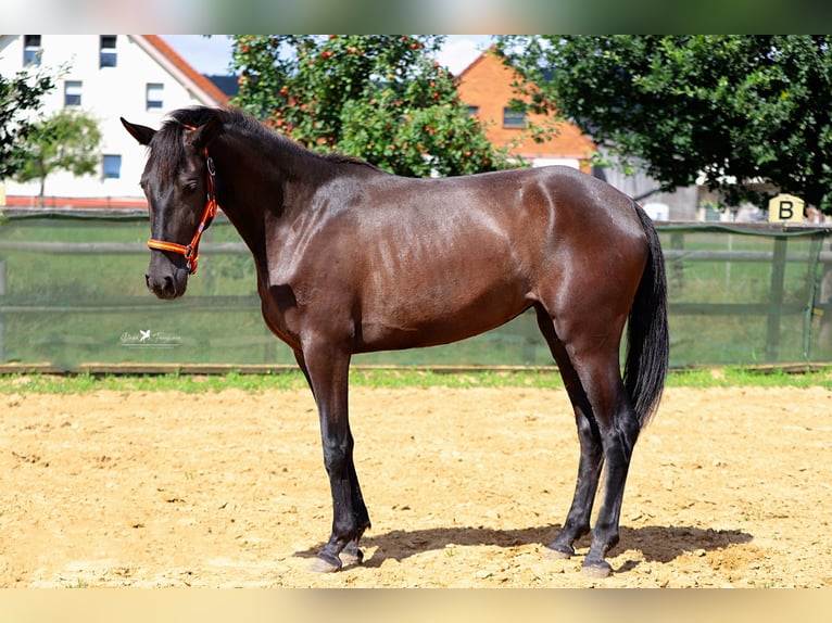 PRE Mare 3 years 14,2 hh Black in Bad Laer