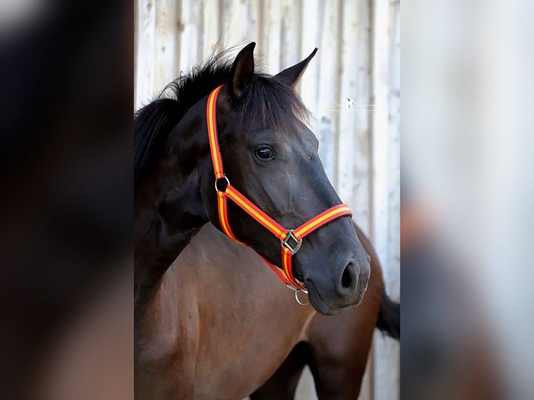 PRE Mare 3 years 14,2 hh Black in Bad Laer