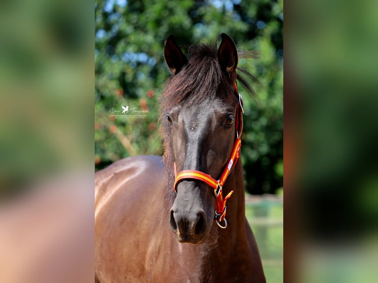 PRE Mare 3 years 14,2 hh Black in Bad Laer