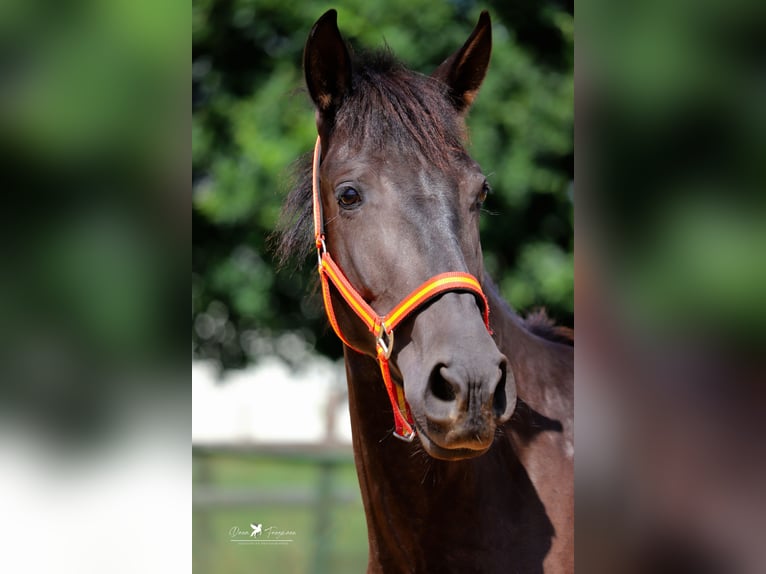 PRE Mare 3 years 14,2 hh Black in Bad Laer