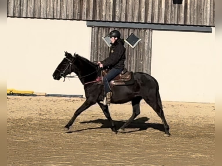 PRE Mix Mare 3 years 14,2 hh Black in Daleiden