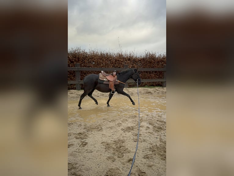 PRE Mix Mare 3 years 14,2 hh Black in Daleiden