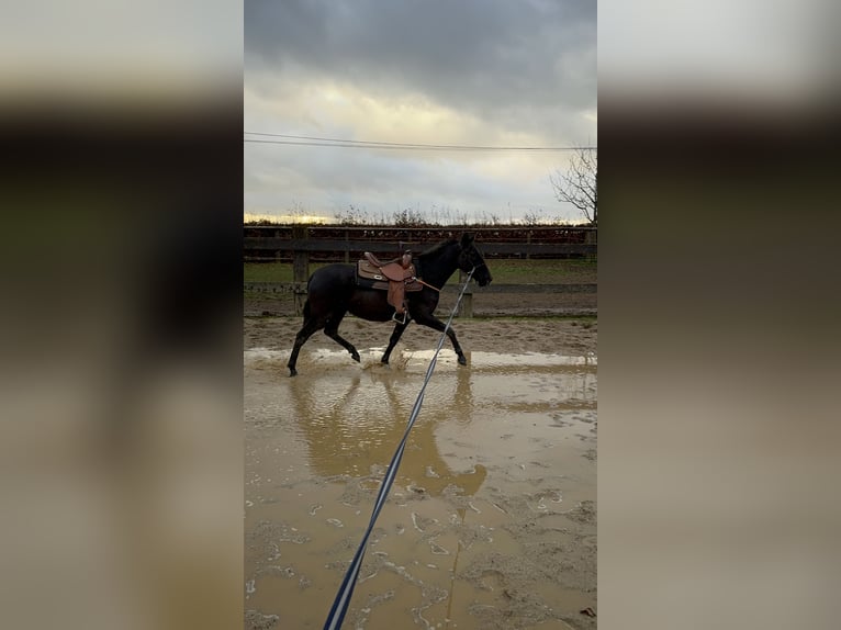 PRE Mix Mare 3 years 14,2 hh Black in Daleiden