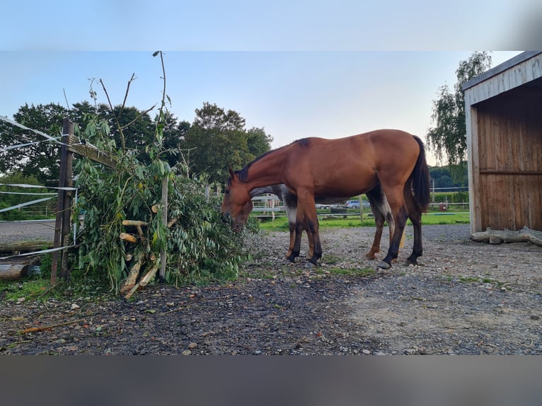 PRE Mix Mare 3 years 14,2 hh Brown in Hessisch Oldendorf