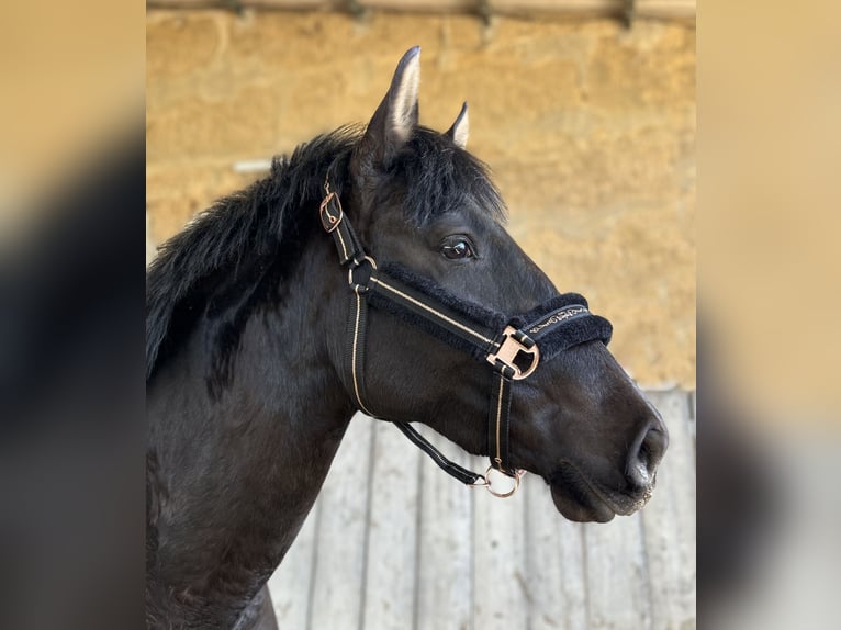 PRE Mare 3 years 14,3 hh Black in Chaleins
