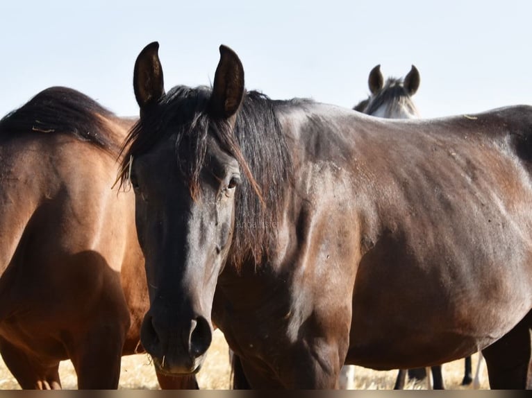 PRE Mix Mare 3 years 14,3 hh Black in Provinz Cordoba