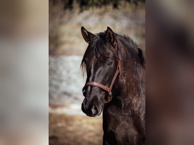 PRE Mix Mare 3 years 14,3 hh Black in Aldingen