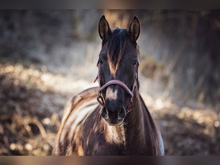 PRE Mix Mare 3 years 14,3 hh Black in Aldingen