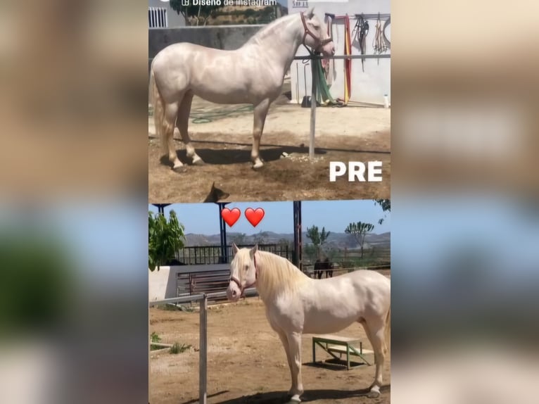 PRE Mix Mare 3 years 14,3 hh Champagne in Murcia