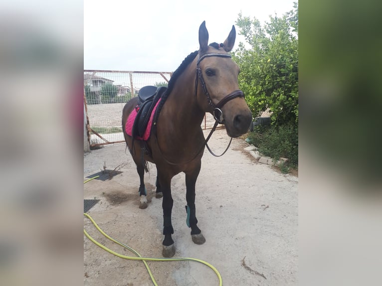 PRE Mix Mare 3 years 14,3 hh Champagne in Murcia