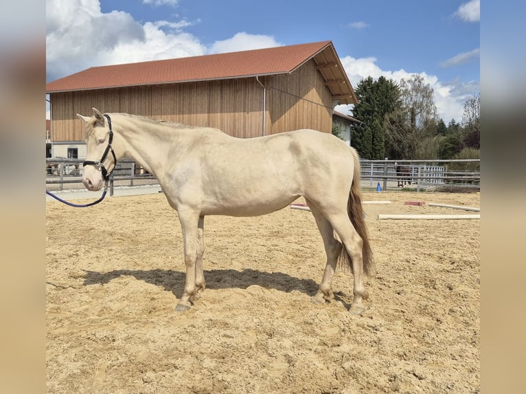 PRE Mix Mare 3 years 14.3 hh  in Grabenstätt