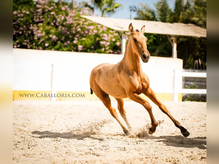 PRE Mix Mare 3 years 14,1 hh Buckskin in Rafelguaraf