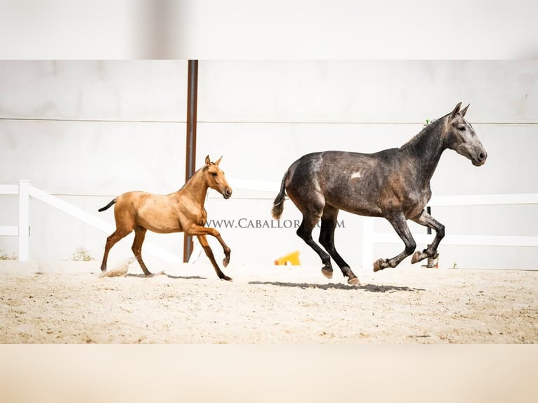 PRE Mix Mare 3 years 14,1 hh Buckskin in Rafelguaraf