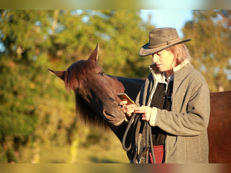 PRE Mare 3 years 14,2 hh Black in Caumont