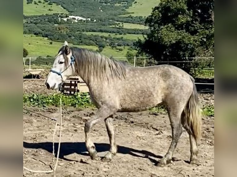 PRE Mix Mare 3 years 14,2 hh Grey in Tarifa