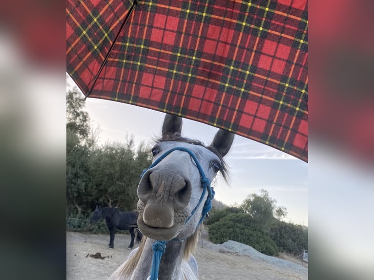 PRE Mix Mare 3 years 14,2 hh Grey in Tarifa