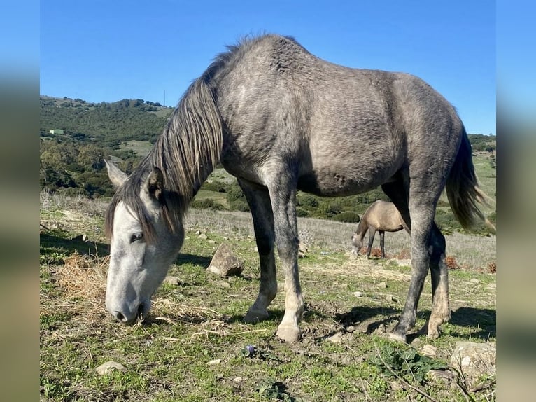 PRE Mix Mare 3 years 14,2 hh Grey in Tarifa