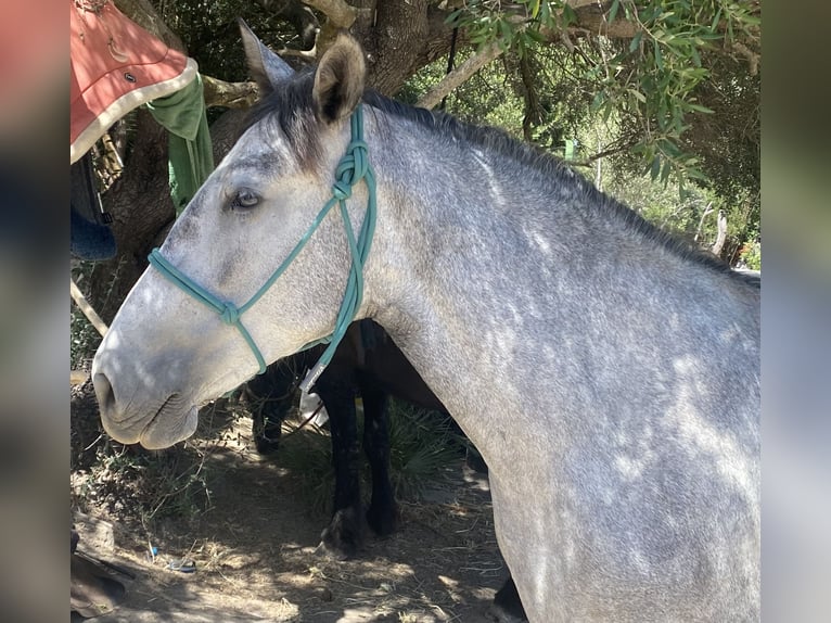 PRE Mare 3 years 14,2 hh Grey in Tarifa