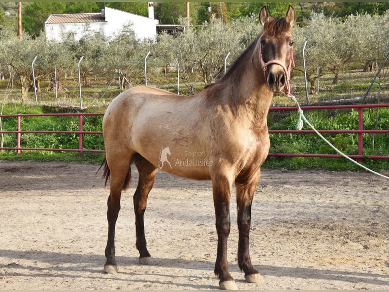 PRE Mare 3 years 14,3 hh Grey in Provinz Malaga