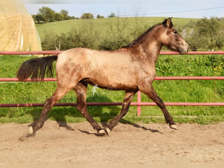 PRE Mare 3 years 14,3 hh Grey in Provinz Malaga