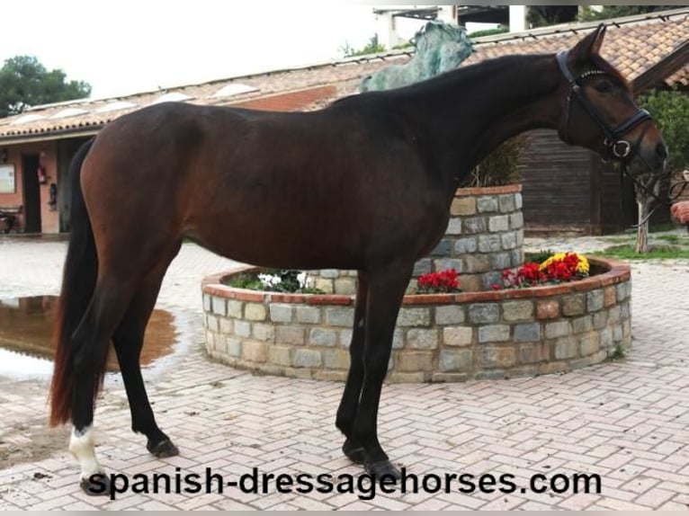 PRE Mix Mare 3 years 15,1 hh Bay-Dark in Barceona