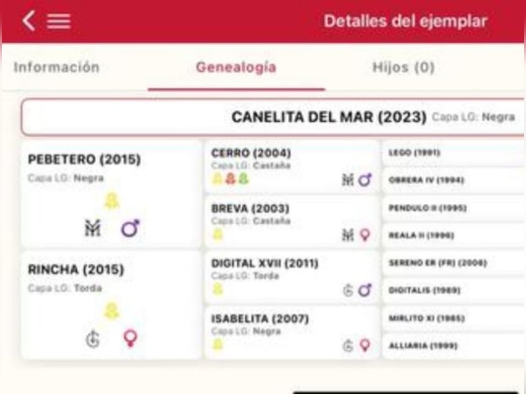 PRE Mare 3 years 15.1 hh Black in Pedralba