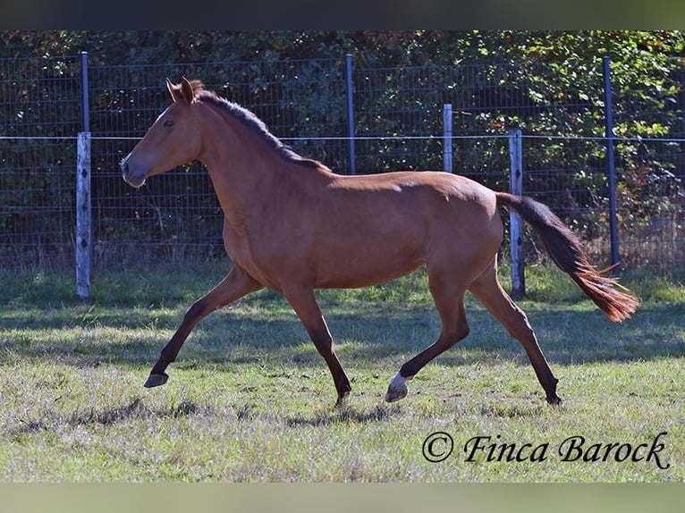PRE Mix Mare 3 years 15.1 hh Brown in Wiebelsheim