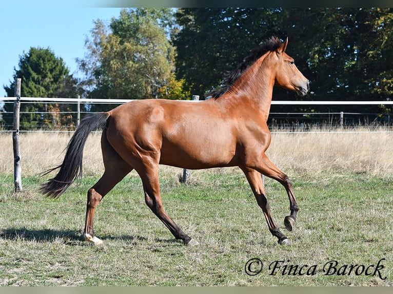 PRE Mix Mare 3 years 15.1 hh Brown in Wiebelsheim