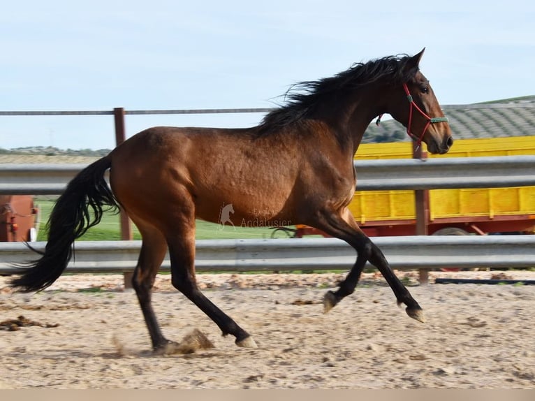 PRE Mare 3 years 15,1 hh Brown in Provinz Cordoba