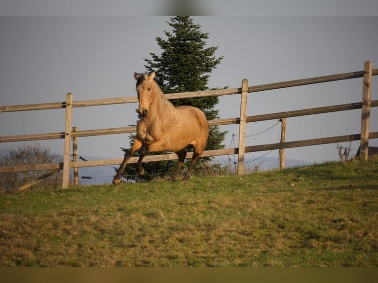 PRE Mix Mare 3 years 15.1 hh Buckskin in Hümmel