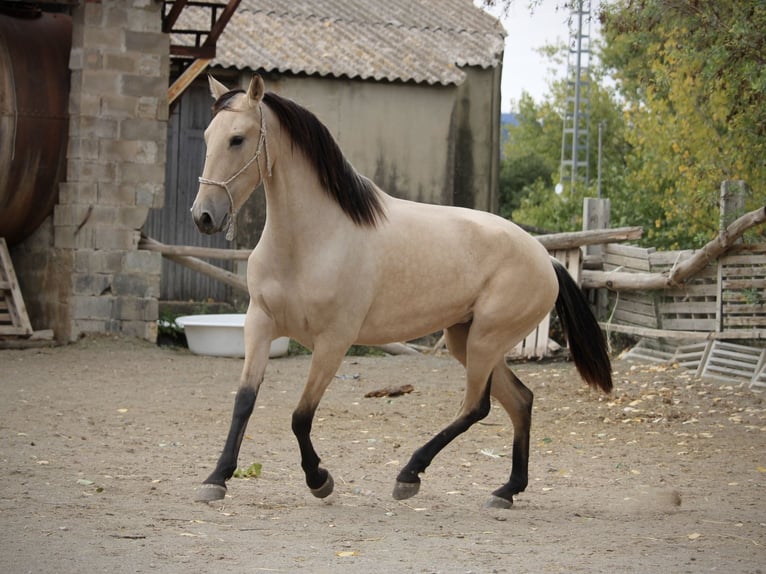 PRE Mix Mare 3 years 15,1 hh Buckskin in Valencia