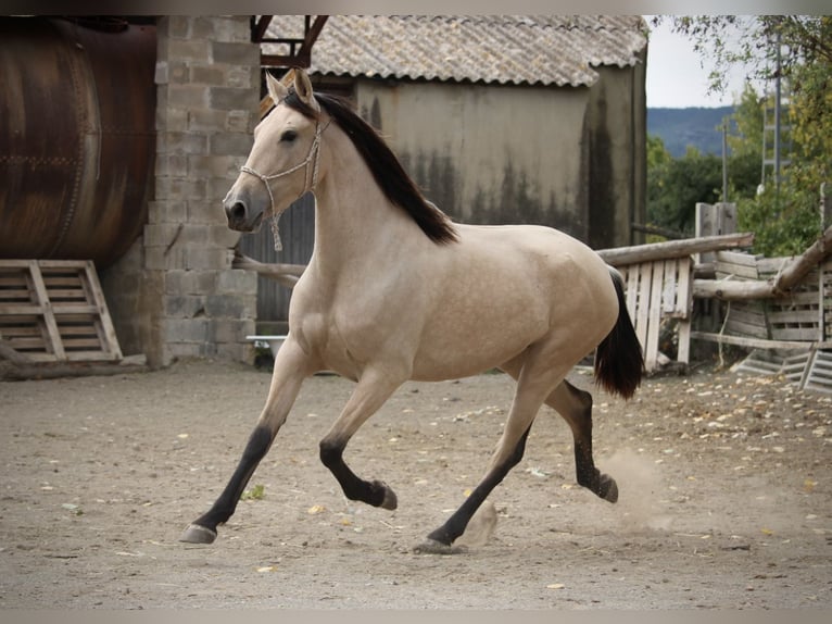 PRE Mix Mare 3 years 15,1 hh Buckskin in Valencia