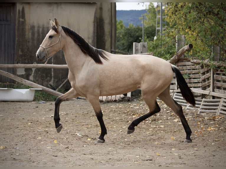 PRE Mix Mare 3 years 15,1 hh Buckskin in Valencia