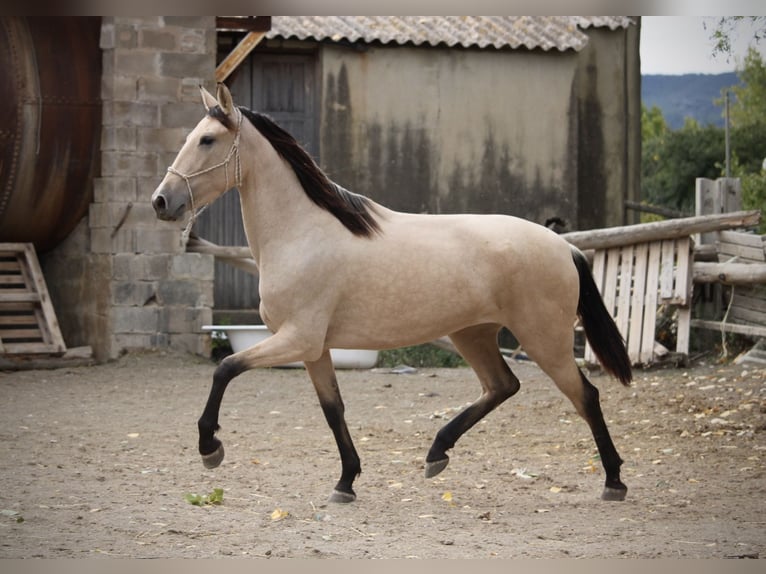 PRE Mix Mare 3 years 15,1 hh Buckskin in Valencia