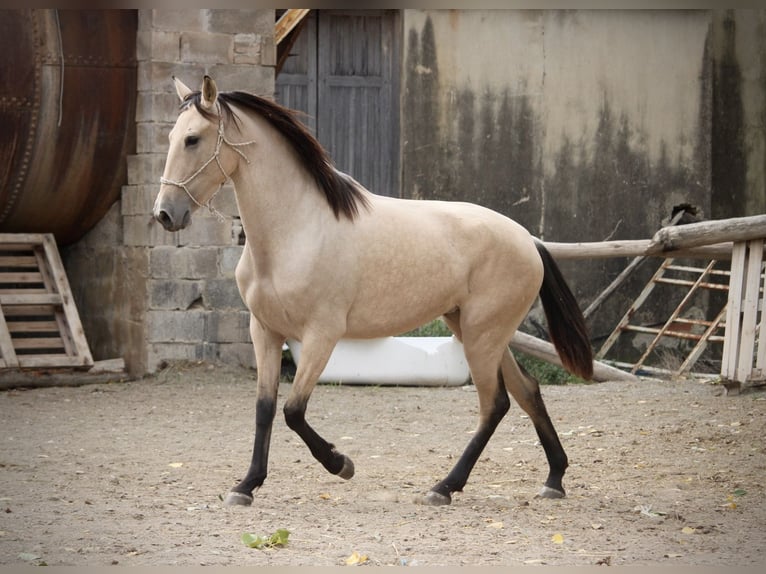 PRE Mix Mare 3 years 15,1 hh Buckskin in Valencia