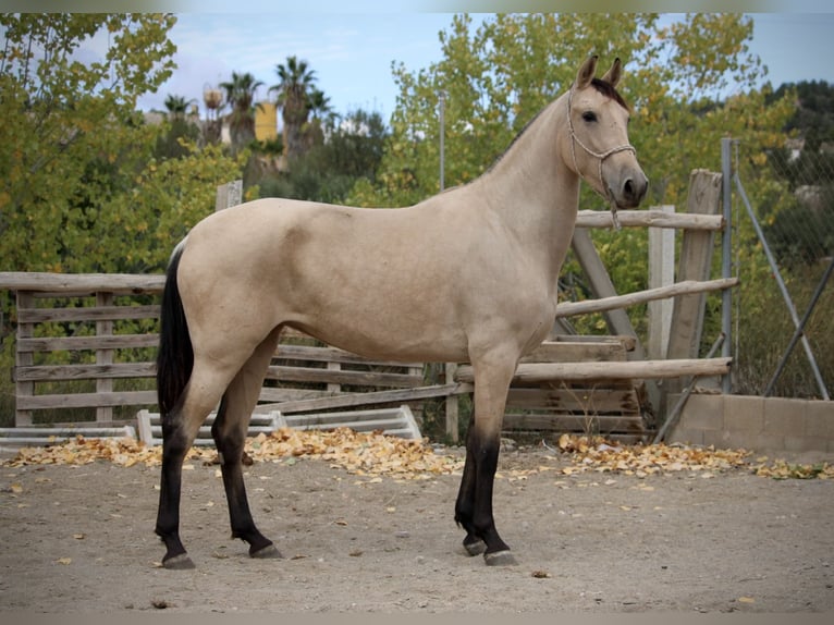 PRE Mix Mare 3 years 15,1 hh Buckskin in Valencia