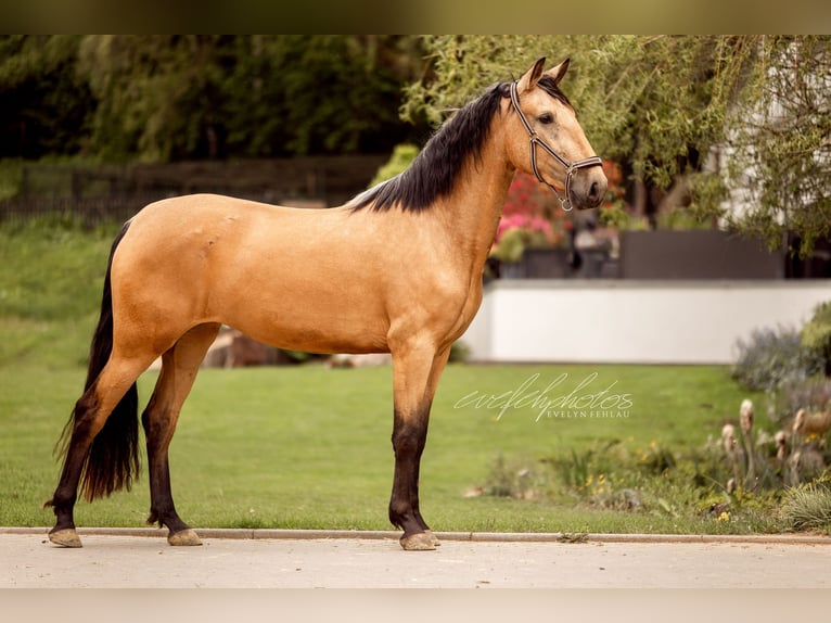 PRE Mix Mare 3 years 15.1 hh Buckskin in Hümmel