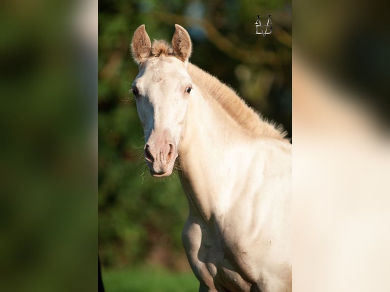 PRE Mix Mare 3 years 15,1 hh Champagne in La Vespière-Friardel