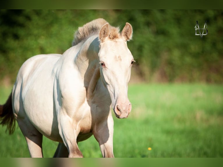 PRE Mix Mare 3 years 15,1 hh Champagne in La Vespière-Friardel